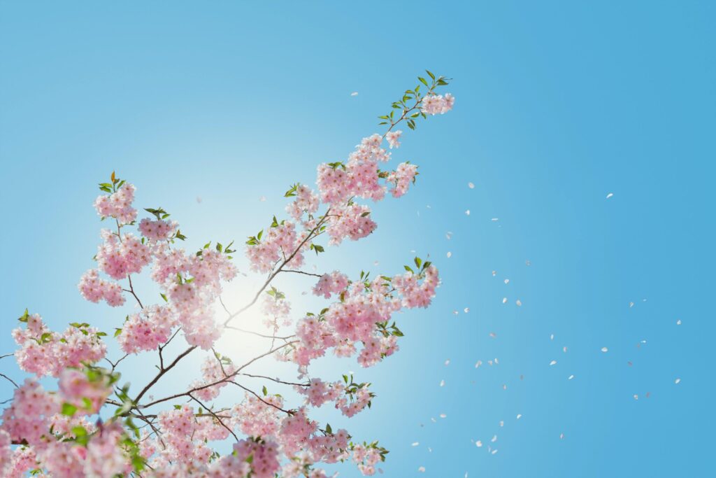 a cherry blossom branch from below with petals flowing in the wind and the bright sun beaming in the vibrant blue sky